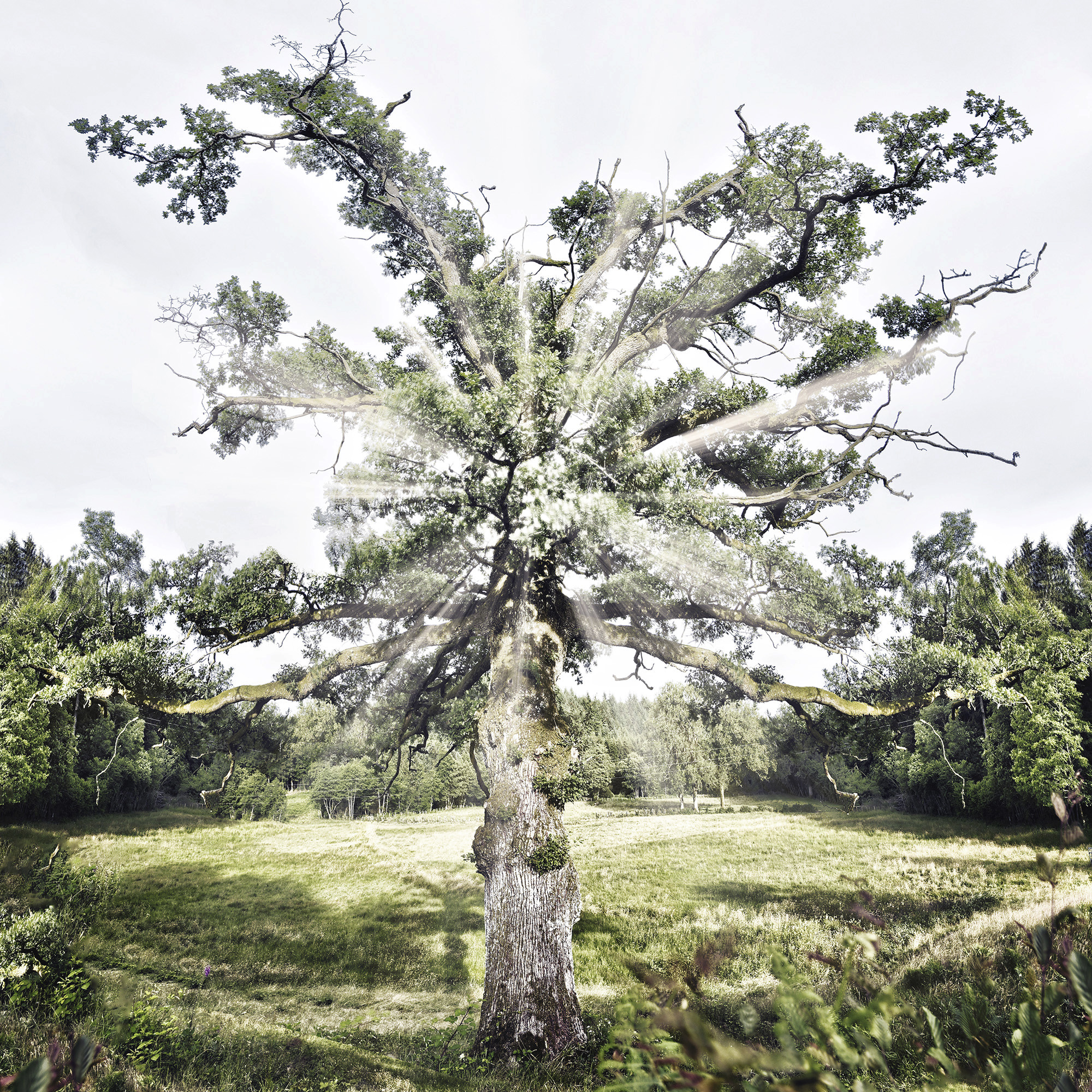 Arbre de Vie The Tree of Life1